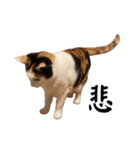 万能にゃんこ  三毛猫ミーコ（個別スタンプ：24）