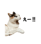 万能にゃんこ  三毛猫ミーコ（個別スタンプ：27）