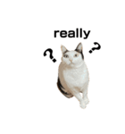 万能にゃんこ  三毛猫ミーコ（個別スタンプ：33）