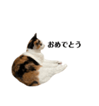 万能にゃんこ  三毛猫ミーコ（個別スタンプ：34）