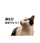 万能にゃんこ  三毛猫ミーコ（個別スタンプ：35）