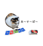 万能にゃんこ  三毛猫ミーコ（個別スタンプ：36）