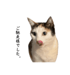 万能にゃんこ  三毛猫ミーコ（個別スタンプ：37）