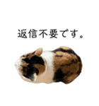 万能にゃんこ  三毛猫ミーコ（個別スタンプ：39）
