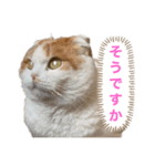 猫のまなちゃん（個別スタンプ：1）