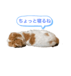 猫のまなちゃん（個別スタンプ：2）