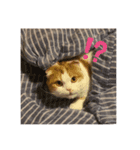 猫のまなちゃん（個別スタンプ：3）