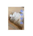 猫のまなちゃん（個別スタンプ：4）
