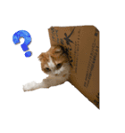 猫のまなちゃん（個別スタンプ：5）