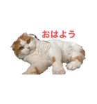 猫のまなちゃん（個別スタンプ：6）
