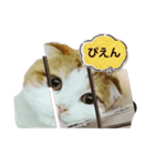 猫のまなちゃん（個別スタンプ：8）
