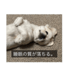 ペキニーズのマリネ（個別スタンプ：4）