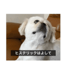 ペキニーズのマリネ（個別スタンプ：5）