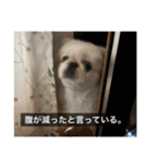 ペキニーズのマリネ（個別スタンプ：7）