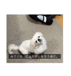 ペキニーズのマリネ（個別スタンプ：9）