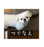ペキニーズのマリネ（個別スタンプ：10）