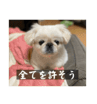 ペキニーズのマリネ（個別スタンプ：11）