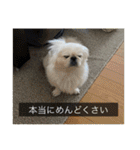 ペキニーズのマリネ（個別スタンプ：12）