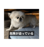 ペキニーズのマリネ（個別スタンプ：17）