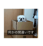 ペキニーズのマリネ（個別スタンプ：18）