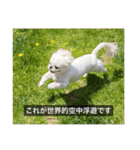ペキニーズのマリネ（個別スタンプ：19）