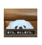 ペキニーズのマリネ（個別スタンプ：23）