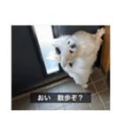 ペキニーズのマリネ（個別スタンプ：31）