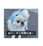 ペキニーズのマリネ（個別スタンプ：32）