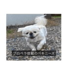 ペキニーズのマリネ（個別スタンプ：36）