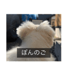 ペキニーズのマリネ（個別スタンプ：38）