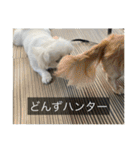 ペキニーズのマリネ（個別スタンプ：40）