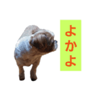 こっちゃん(5)（個別スタンプ：4）