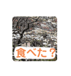 むんとお出かけ会話（個別スタンプ：36）