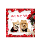 Coco＆ Moguちゃんスタンプ 結婚（個別スタンプ：13）