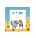 Coco＆ Moguちゃんスタンプ 結婚（個別スタンプ：22）