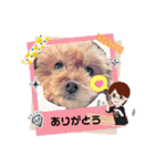 トイプードルのマミマミマミちゃん（個別スタンプ：3）