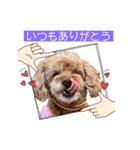 トイプードルのマミマミマミちゃん（個別スタンプ：4）