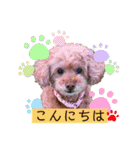 トイプードルのマミマミマミちゃん（個別スタンプ：10）
