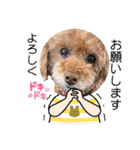 トイプードルのマミマミマミちゃん（個別スタンプ：12）