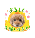 トイプードルのマミマミマミちゃん（個別スタンプ：13）