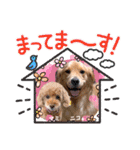 トイプードルのマミマミマミちゃん（個別スタンプ：16）