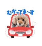 トイプードルのマミマミマミちゃん（個別スタンプ：17）