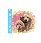 トイプードルのマミマミマミちゃん（個別スタンプ：25）