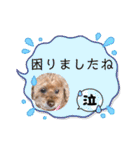 トイプードルのマミマミマミちゃん（個別スタンプ：29）