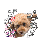 トイプードルのマミマミマミちゃん（個別スタンプ：35）