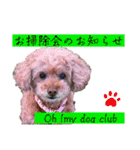 トイプードルのマミマミマミちゃん（個別スタンプ：37）