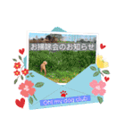 トイプードルのマミマミマミちゃん（個別スタンプ：40）