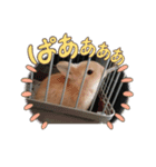ネザーランドうさぎのぷりん（個別スタンプ：7）