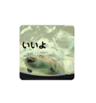 海の生き物,水族館好きの為のスタンプvol.1（個別スタンプ：1）