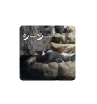 海の生き物,水族館好きの為のスタンプvol.1（個別スタンプ：5）